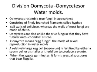 Division Oomycota -Oomycetesor
Water molds.
• Oomycetes resemble true fungi in appearance
• Consisting of finely branched filaments called hyphae
• cell walls of cellulose, whereas the walls of most fungi are
made of chitin.
• Oomycetes are also unlike the true fungi in that they have
tubular mito- chondrial cristae.
• Oomycota means “egg fungi,” the mode of sexual
reproduction in water molds.
• A relatively large egg cell (oogonium) is fertilized by either a
sperm cell or a smaller antheridium to produce a zygote.
• When the zygote germinates, it forms asexual zoospores
that bear flagella.
 