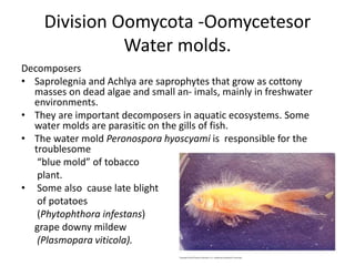Division Oomycota -Oomycetesor
Water molds.
Decomposers
• Saprolegnia and Achlya are saprophytes that grow as cottony
masses on dead algae and small an- imals, mainly in freshwater
environments.
• They are important decomposers in aquatic ecosystems. Some
water molds are parasitic on the gills of fish.
• The water mold Peronospora hyoscyami is responsible for the
troublesome
“blue mold” of tobacco
plant.
• Some also cause late blight
of potatoes
(Phytophthora infestans)
grape downy mildew
(Plasmopara viticola).
 