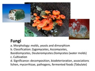 Fungi
a. Morphology: molds, yeasts and dimorphism
b. Classification: Zygomycetes, Ascomycetes,
Basidiomycetes, Deuteromycetes.Oomycetes (water molds)
c. Cultivation
d. Significance: decomposition, biodeterioration, associations
lichen, mycorrhizae, pathogens, fermented foods (Tabulate)
 