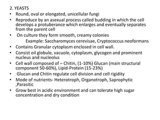 Fungi. Pdf .................................. | PDF