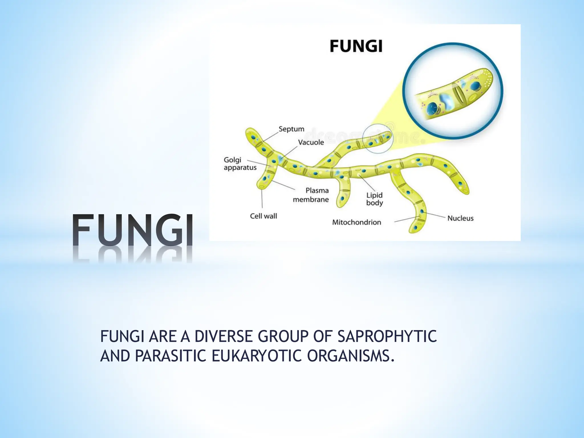FUNGI ARE A DIVERSE GROUP OF SAPROPHYTIC
AND PARASITIC EUKARYOTIC ORGANISMS.
FUNGI
 
