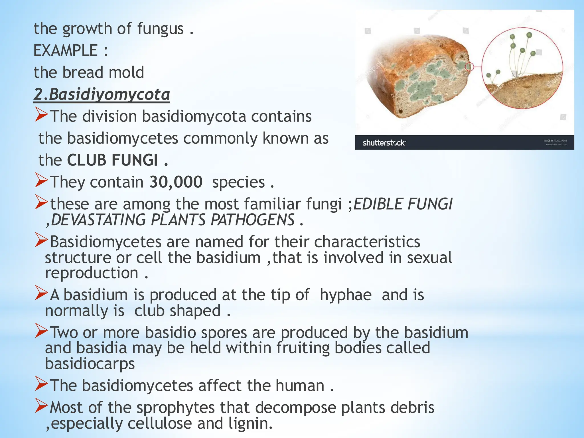 the growth of fungus .
EXAMPLE :
the bread mold
2.Basidiyomycota
➢The division basidiomycota contains
the basidiomycetes commonly known as
the CLUB FUNGI .
➢They contain 30,000 species .
➢these are among the most familiar fungi ;EDIBLE FUNGI
,DEVASTATING PLANTS PATHOGENS .
➢Basidiomycetes are named for their characteristics
structure or cell the basidium ,that is involved in sexual
reproduction .
➢A basidium is produced at the tip of hyphae and is
normally is club shaped .
➢Two or more basidio spores are produced by the basidium
and basidia may be held within fruiting bodies called
basidiocarps
➢The basidiomycetes affect the human .
➢Most of the sprophytes that decompose plants debris
,especially cellulose and lignin.
 