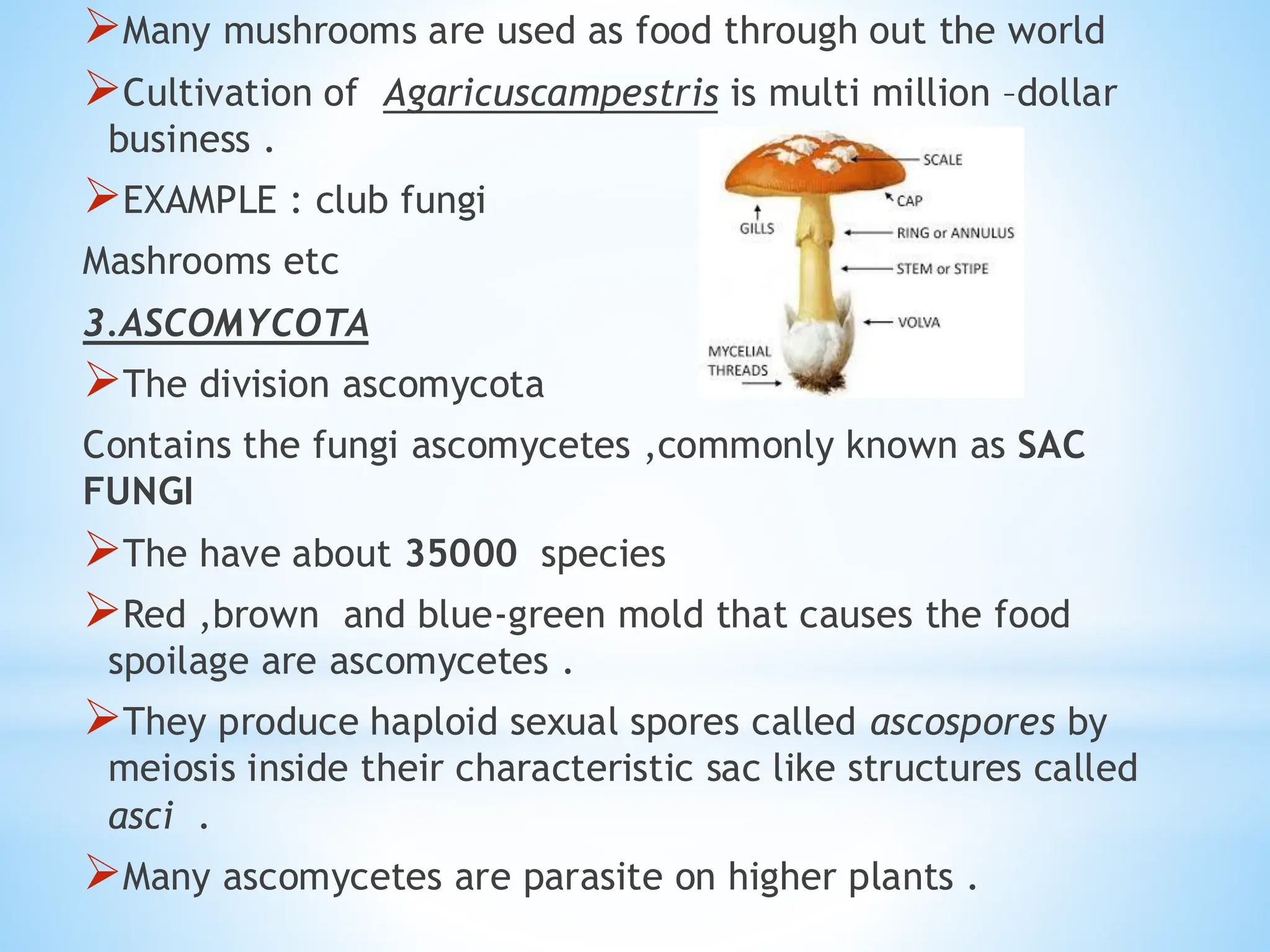 ➢Many mushrooms are used as food through out the world
➢Cultivation of Agaricuscampestris is multi million –dollar
business .
➢EXAMPLE : club fungi
Mashrooms etc
3.ASCOMYCOTA
➢The division ascomycota
Contains the fungi ascomycetes ,commonly known as SAC
FUNGI
➢The have about 35000 species
➢Red ,brown and blue-green mold that causes the food
spoilage are ascomycetes .
➢They produce haploid sexual spores called ascospores by
meiosis inside their characteristic sac like structures called
asci .
➢Many ascomycetes are parasite on higher plants .
 