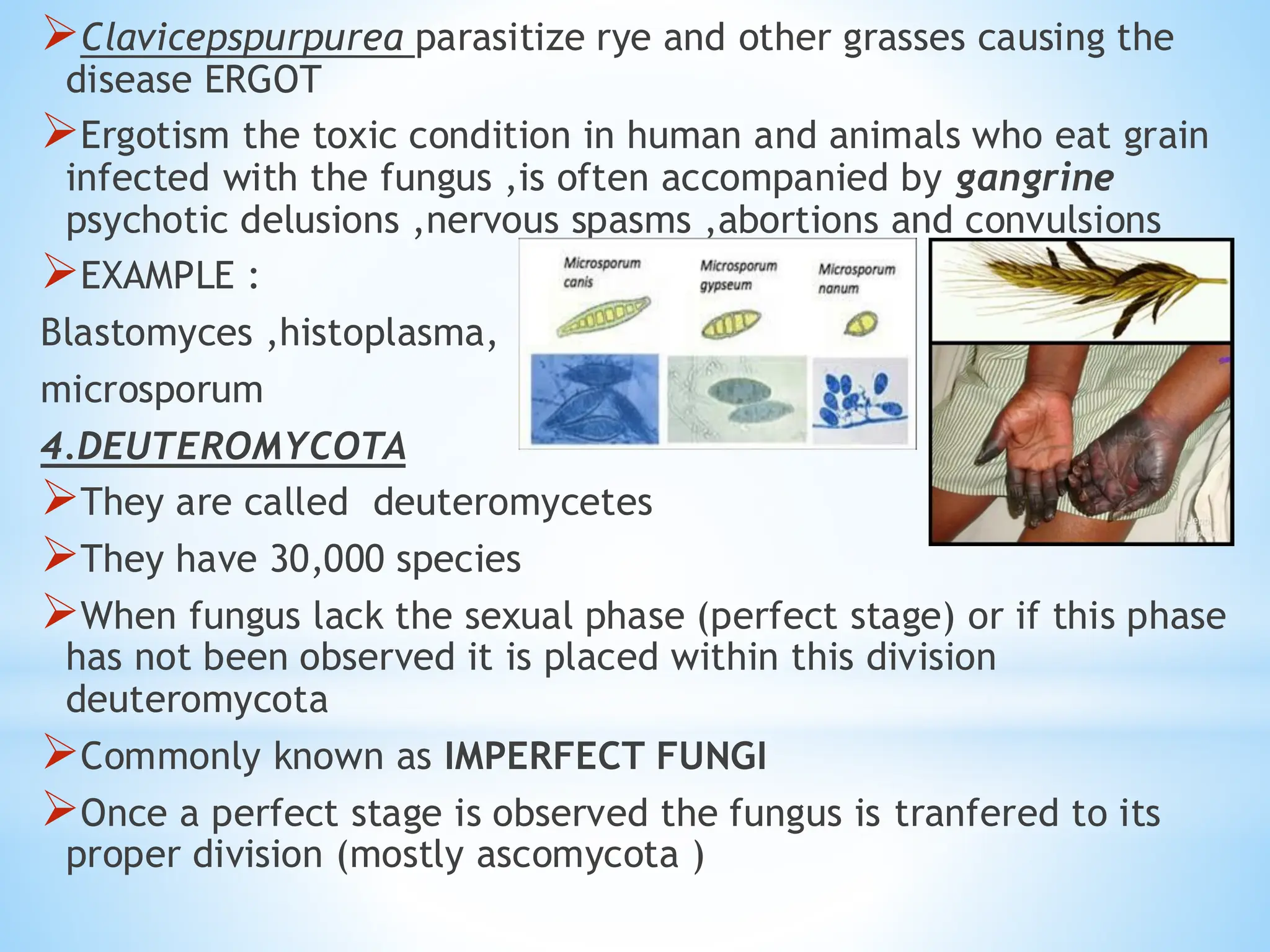 ➢Clavicepspurpurea parasitize rye and other grasses causing the
disease ERGOT
➢Ergotism the toxic condition in human and animals who eat grain
infected with the fungus ,is often accompanied by gangrine
psychotic delusions ,nervous spasms ,abortions and convulsions
➢EXAMPLE :
Blastomyces ,histoplasma,
microsporum
4.DEUTEROMYCOTA
➢They are called deuteromycetes
➢They have 30,000 species
➢When fungus lack the sexual phase (perfect stage) or if this phase
has not been observed it is placed within this division
deuteromycota
➢Commonly known as IMPERFECT FUNGI
➢Once a perfect stage is observed the fungus is tranfered to its
proper division (mostly ascomycota )
 