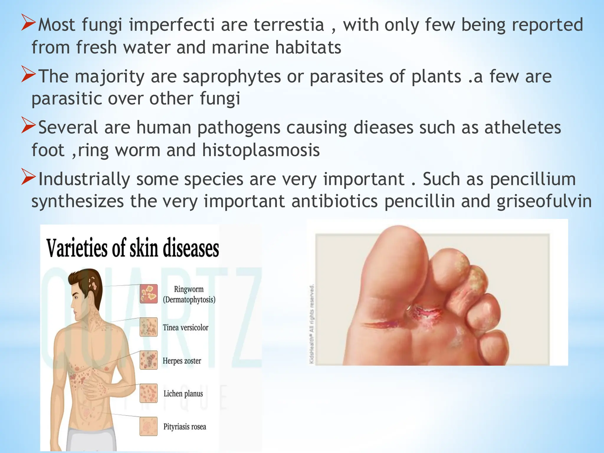 ➢Most fungi imperfecti are terrestia , with only few being reported
from fresh water and marine habitats
➢The majority are saprophytes or parasites of plants .a few are
parasitic over other fungi
➢Several are human pathogens causing dieases such as atheletes
foot ,ring worm and histoplasmosis
➢Industrially some species are very important . Such as pencillium
synthesizes the very important antibiotics pencillin and griseofulvin
 