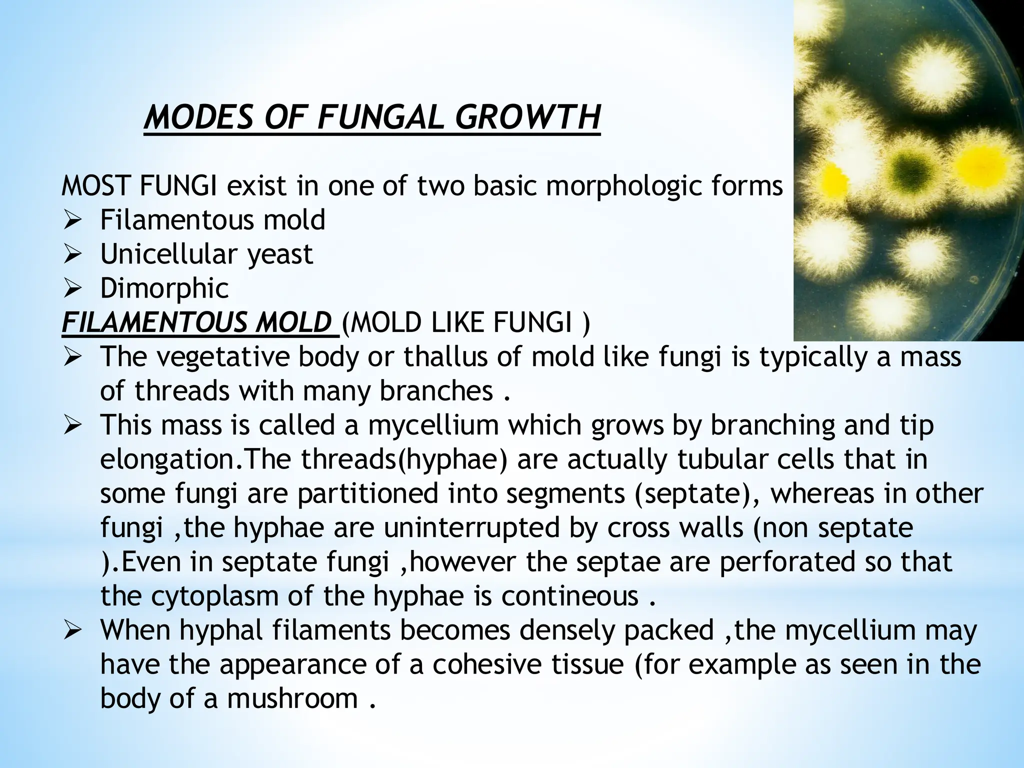 MODES OF FUNGAL GROWTH
MOST FUNGI exist in one of two basic morphologic forms
➢ Filamentous mold
➢ Unicellular yeast
➢ Dimorphic
FILAMENTOUS MOLD (MOLD LIKE FUNGI )
➢ The vegetative body or thallus of mold like fungi is typically a mass
of threads with many branches .
➢ This mass is called a mycellium which grows by branching and tip
elongation.The threads(hyphae) are actually tubular cells that in
some fungi are partitioned into segments (septate), whereas in other
fungi ,the hyphae are uninterrupted by cross walls (non septate
).Even in septate fungi ,however the septae are perforated so that
the cytoplasm of the hyphae is contineous .
➢ When hyphal filaments becomes densely packed ,the mycellium may
have the appearance of a cohesive tissue (for example as seen in the
body of a mushroom .
 
