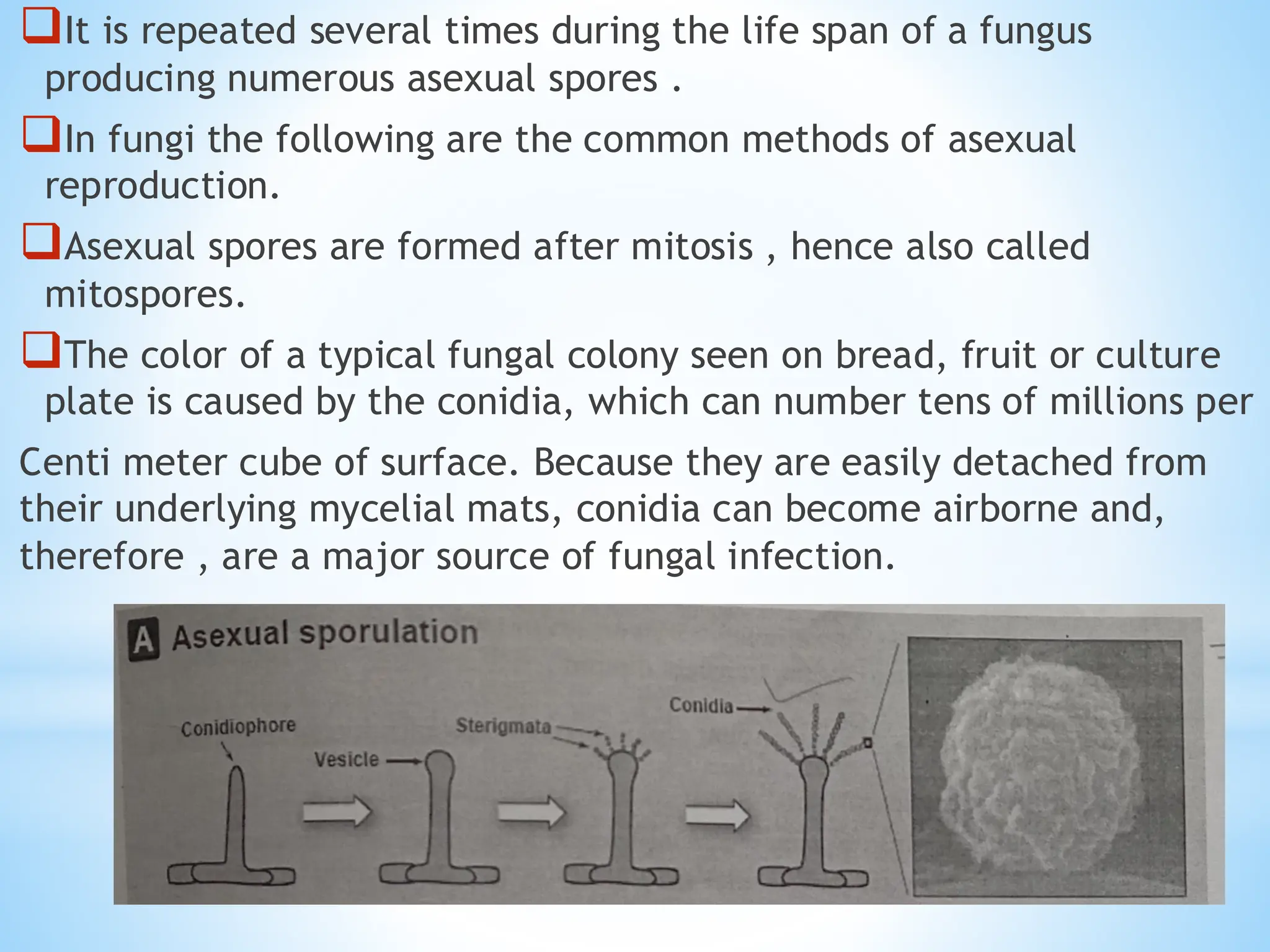 ❑It is repeated several times during the life span of a fungus
producing numerous asexual spores .
❑In fungi the following are the common methods of asexual
reproduction.
❑Asexual spores are formed after mitosis , hence also called
mitospores.
❑The color of a typical fungal colony seen on bread, fruit or culture
plate is caused by the conidia, which can number tens of millions per
Centi meter cube of surface. Because they are easily detached from
their underlying mycelial mats, conidia can become airborne and,
therefore , are a major source of fungal infection.
 