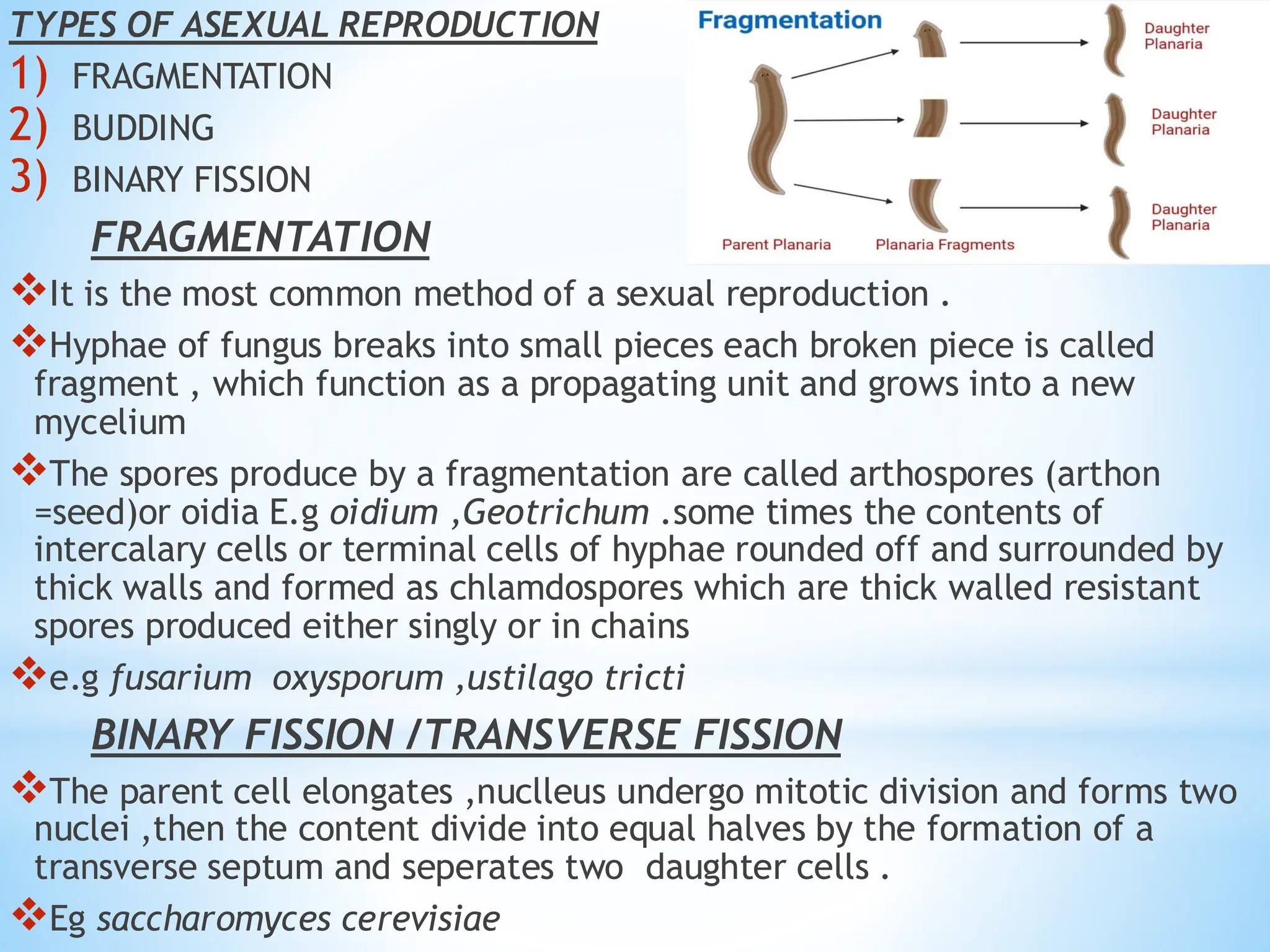 TYPES OF ASEXUAL REPRODUCTION
1) FRAGMENTATION
2) BUDDING
3) BINARY FISSION
FRAGMENTATION
❖It is the most common method of a sexual reproduction .
❖Hyphae of fungus breaks into small pieces each broken piece is called
fragment , which function as a propagating unit and grows into a new
mycelium
❖The spores produce by a fragmentation are called arthospores (arthon
=seed)or oidia E.g oidium ,Geotrichum .some times the contents of
intercalary cells or terminal cells of hyphae rounded off and surrounded by
thick walls and formed as chlamdospores which are thick walled resistant
spores produced either singly or in chains
❖e.g fusarium oxysporum ,ustilago tricti
BINARY FISSION /TRANSVERSE FISSION
❖The parent cell elongates ,nuclleus undergo mitotic division and forms two
nuclei ,then the content divide into equal halves by the formation of a
transverse septum and seperates two daughter cells .
❖Eg saccharomyces cerevisiae
 