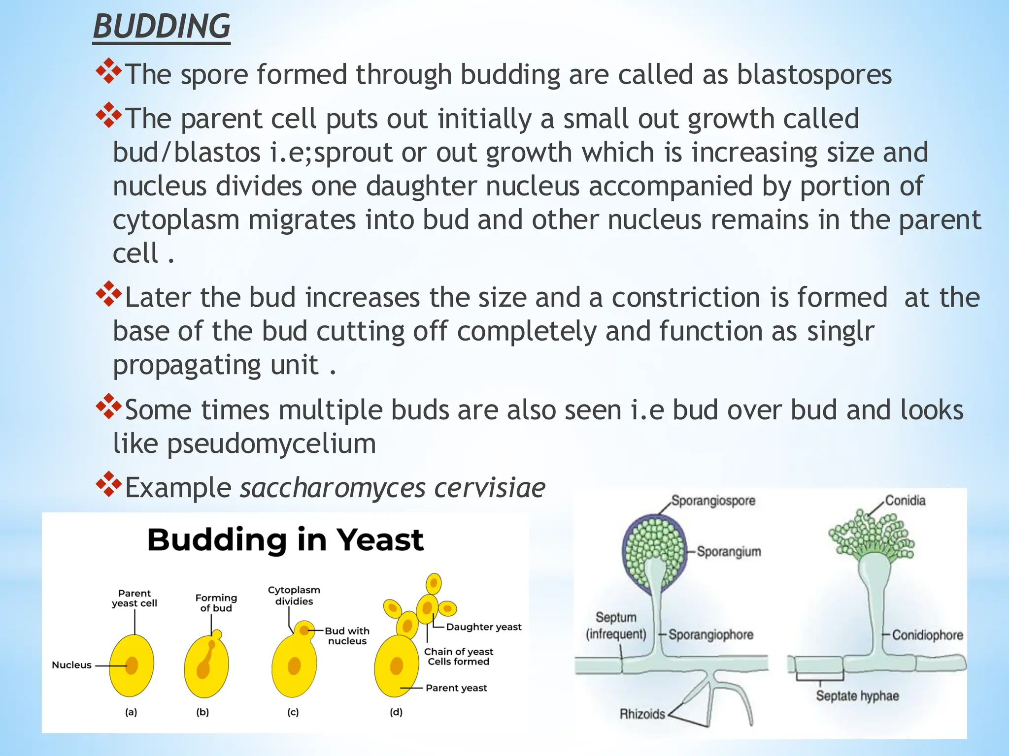 BUDDING
❖The spore formed through budding are called as blastospores
❖The parent cell puts out initially a small out growth called
bud/blastos i.e;sprout or out growth which is increasing size and
nucleus divides one daughter nucleus accompanied by portion of
cytoplasm migrates into bud and other nucleus remains in the parent
cell .
❖Later the bud increases the size and a constriction is formed at the
base of the bud cutting off completely and function as singlr
propagating unit .
❖Some times multiple buds are also seen i.e bud over bud and looks
like pseudomycelium
❖Example saccharomyces cervisiae
 