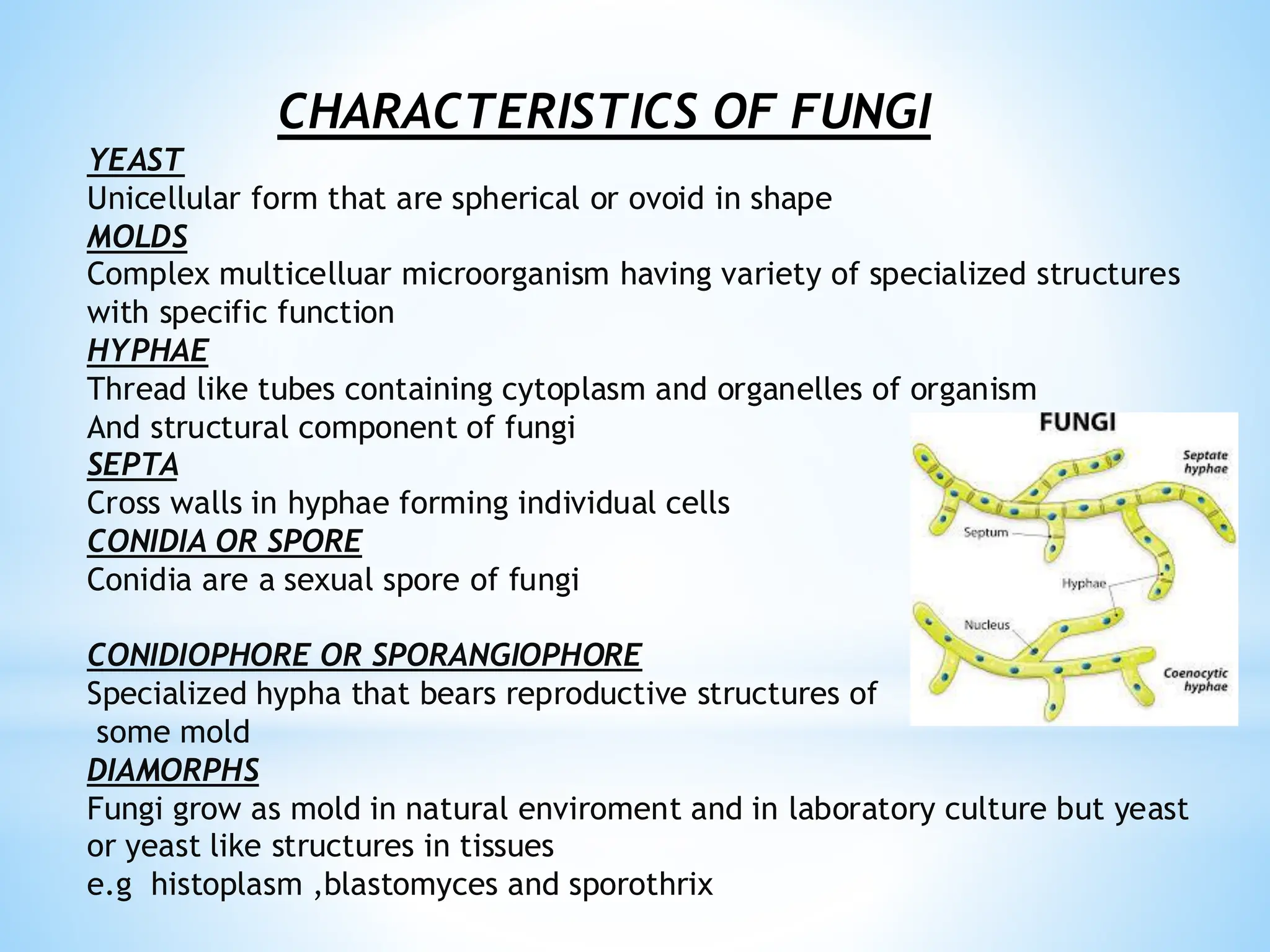 CHARACTERISTICS OF FUNGI
YEAST
Unicellular form that are spherical or ovoid in shape
MOLDS
Complex multicelluar microorganism having variety of specialized structures
with specific function
HYPHAE
Thread like tubes containing cytoplasm and organelles of organism
And structural component of fungi
SEPTA
Cross walls in hyphae forming individual cells
CONIDIA OR SPORE
Conidia are a sexual spore of fungi
CONIDIOPHORE OR SPORANGIOPHORE
Specialized hypha that bears reproductive structures of
some mold
DIAMORPHS
Fungi grow as mold in natural enviroment and in laboratory culture but yeast
or yeast like structures in tissues
e.g histoplasm ,blastomyces and sporothrix
 