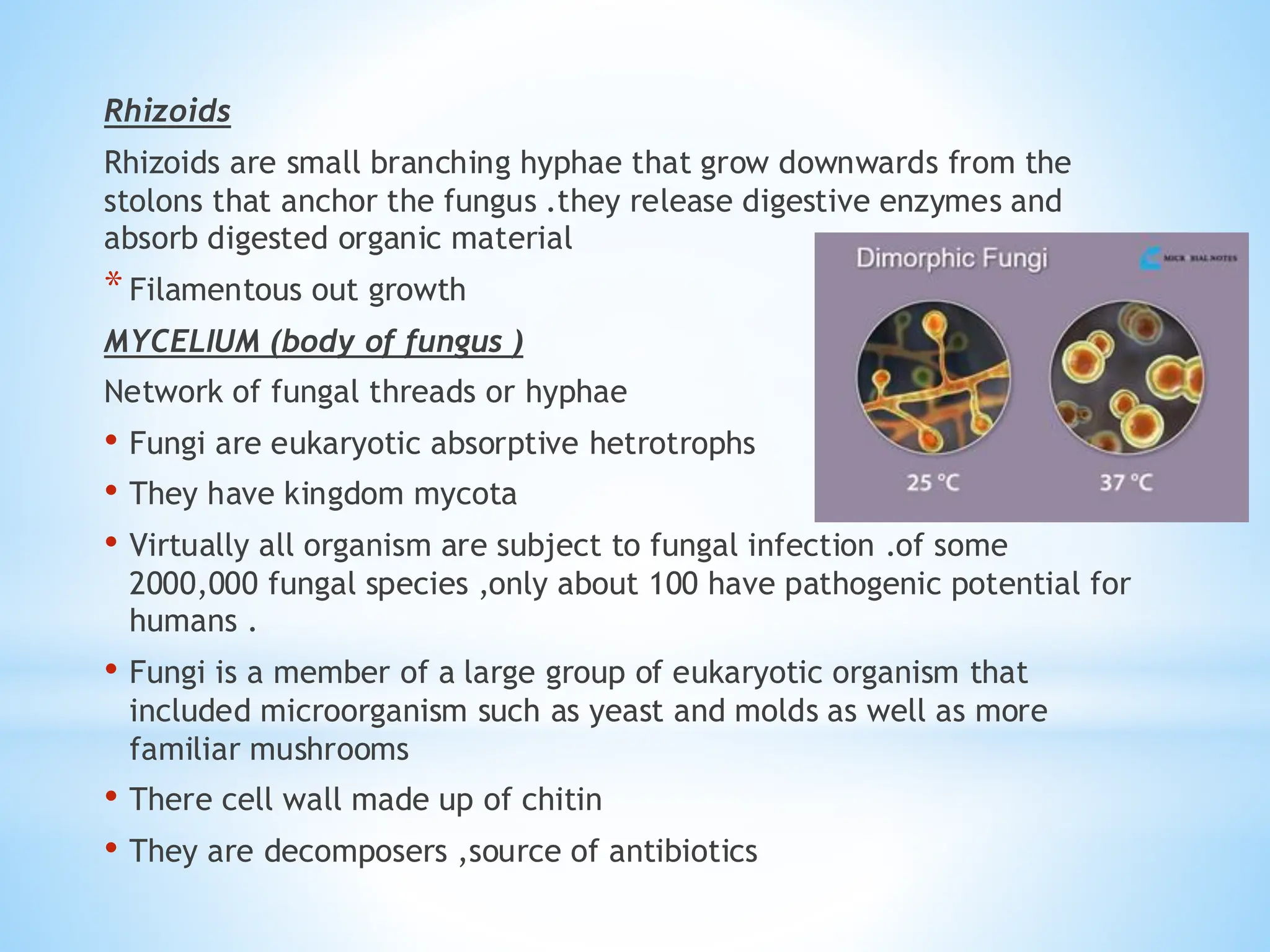 Rhizoids
Rhizoids are small branching hyphae that grow downwards from the
stolons that anchor the fungus .they release digestive enzymes and
absorb digested organic material
*Filamentous out growth
MYCELIUM (body of fungus )
Network of fungal threads or hyphae
• Fungi are eukaryotic absorptive hetrotrophs
• They have kingdom mycota
• Virtually all organism are subject to fungal infection .of some
2000,000 fungal species ,only about 100 have pathogenic potential for
humans .
• Fungi is a member of a large group of eukaryotic organism that
included microorganism such as yeast and molds as well as more
familiar mushrooms
• There cell wall made up of chitin
• They are decomposers ,source of antibiotics
 
