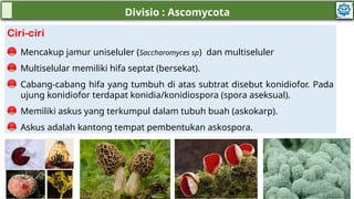Mengenal Kingdom Fungi dan Bagaimana ciri-ciri dan peranan fungi? | PPTX