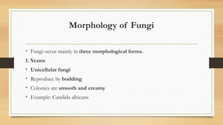 Comprehensive Overview of Fungi: Characteristics, Morphology, and ...