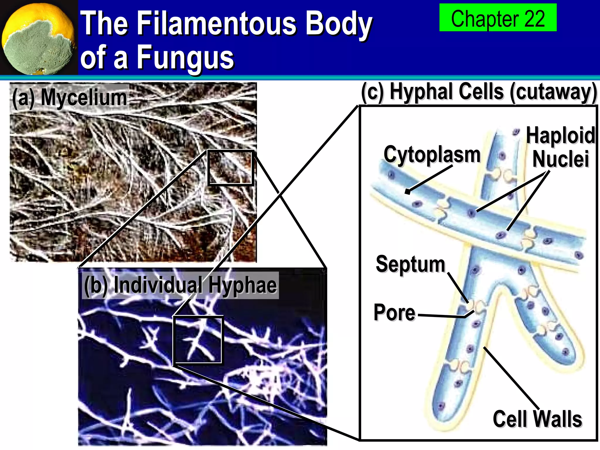 Fungi apbio-1204208133234612-5 | PPT