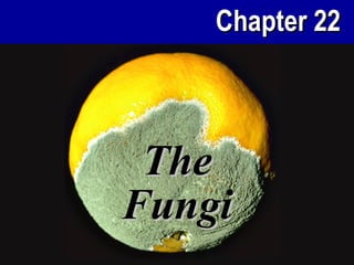 Chapter 22



 The
Fungi
 