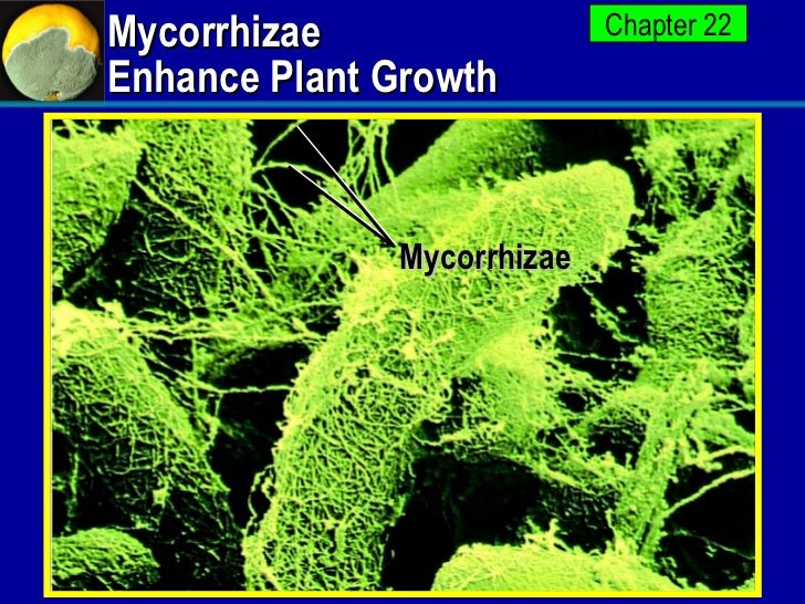 Fungi apbio12042081332346125