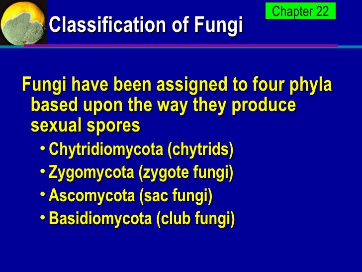 Fungi Apbio