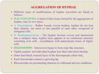 AGGREGATION OF HYPHAE
 Different types of modifications of hyphae mycelium are found as
follows:
 PLECTENCHYMA-A kind of false tissue formed by the aggregation of
hyphae, may be two types-
 A. Prosenchyma - Rather loosely woven hyphae, hyphae do not lose
their identity, run more or less parallel to each other composed of
elongated cells,
 B. Pseudoparenchyma - The hyphae become woven and intertwined
into a compact mass, hyphal mass appears to be continuous structure
consisting oval cells , resemblance with parenchyma tissue of higher
cells
 RHIZOMORPH- Interwoven hypae to form rope like structure,
 Tightly packed and individual hyphae lose their individual identity,
 Outer hard black external layer of the rhizomporph called rind,,
 Each rhizomorph contains a growing tip,
 Rhizomorphs are perennating structure to withstand adverse conditions.
 