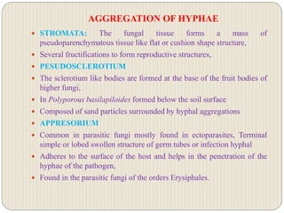 AGGREGATION OF HYPHAE
 STROMATA: The fungal tissue forms a mass of
pseudoparenchymatous tissue like flat or cushion shape structure,
 Several fructifications to form reproductive structures,
 PESUDOSCLEROTIUM
 The sclerotium like bodies are formed at the base of the fruit bodies of
higher fungi,
 In Polyporous basilapiloides formed below the soil surface
 Composed of sand particles surrounded by hyphal aggregations
 APPRESORIUM
 Common in parasitic fungi mostly found in ectoparasites, Terminal
simple or lobed swollen structure of germ tubes or infection hyphal
 Adheres to the surface of the host and helps in the penetration of the
hyphae of the pathogen,
 Found in the parasitic fungi of the orders Erysiphales.
 