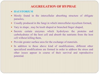 AGGREGATION OF HYPHAE
 HAUSTORIUM
 Mostly found in the intercellular absorbing structure of obligate
parasites,
 Usually produced in the fungi in which intercellular mycelium formed,
 Vary in shape , may be knob shaped or branched finger shaped,
 Secrete certain enzymes which hydrolyses the proteins and
carbohydrates of the host cell and absorb the nutrients from the host
cell without killing them,
 Provide greater surface area for the exchange of materials.
 In addition to these above kind of modifications, different other
specialized modifications are formed in order to address the stress and
other issues appear in course of their survival and reproductive
potential.
 
