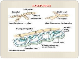 HAUSTORIUM
 