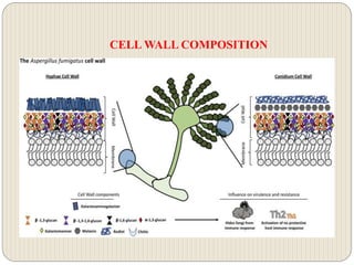 CELL WALL COMPOSITION
 