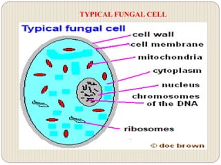 TYPICAL FUNGAL CELL
 