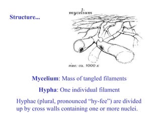 Fungi ppt good | PPT