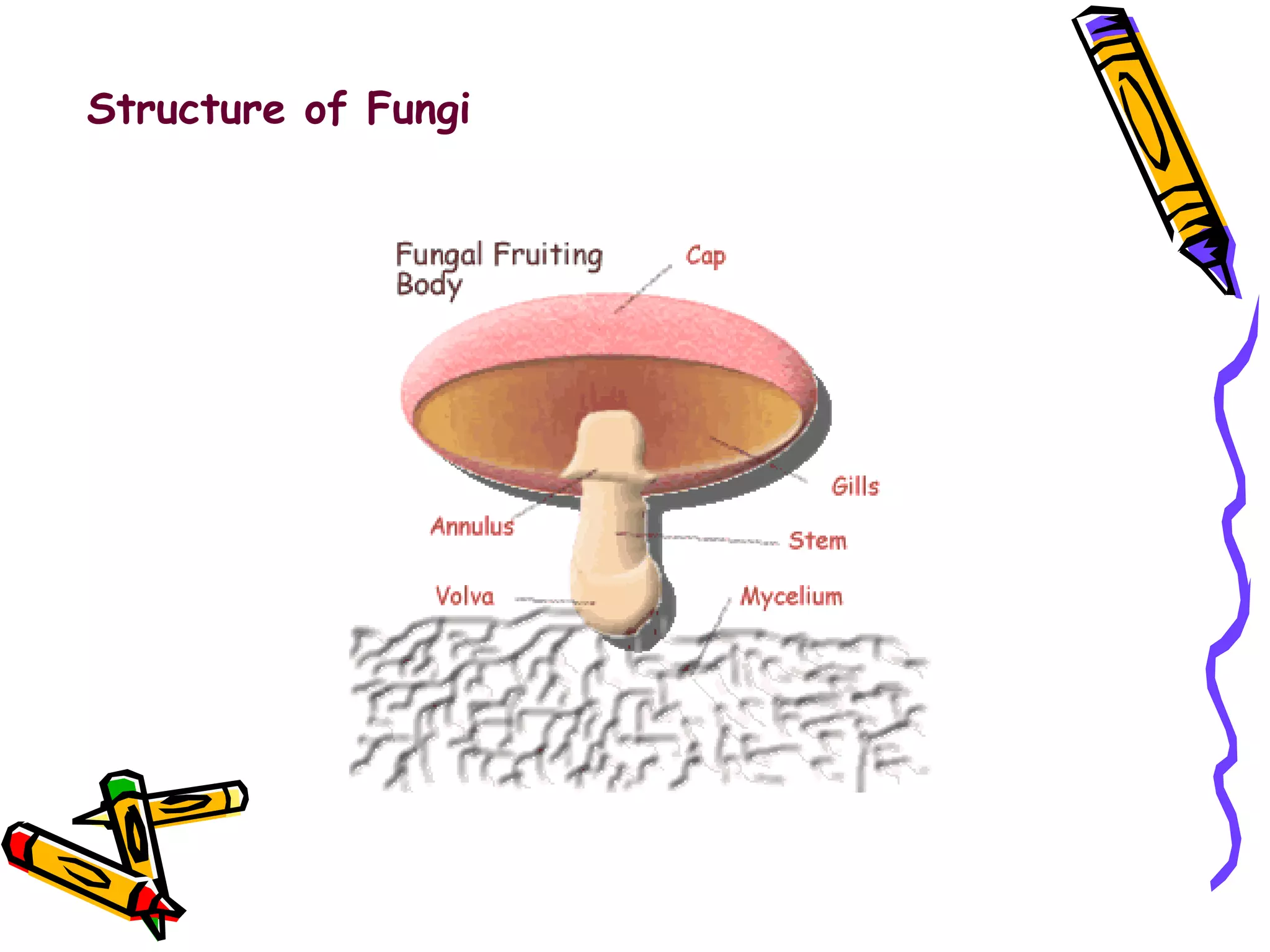 Structure of Fungi 