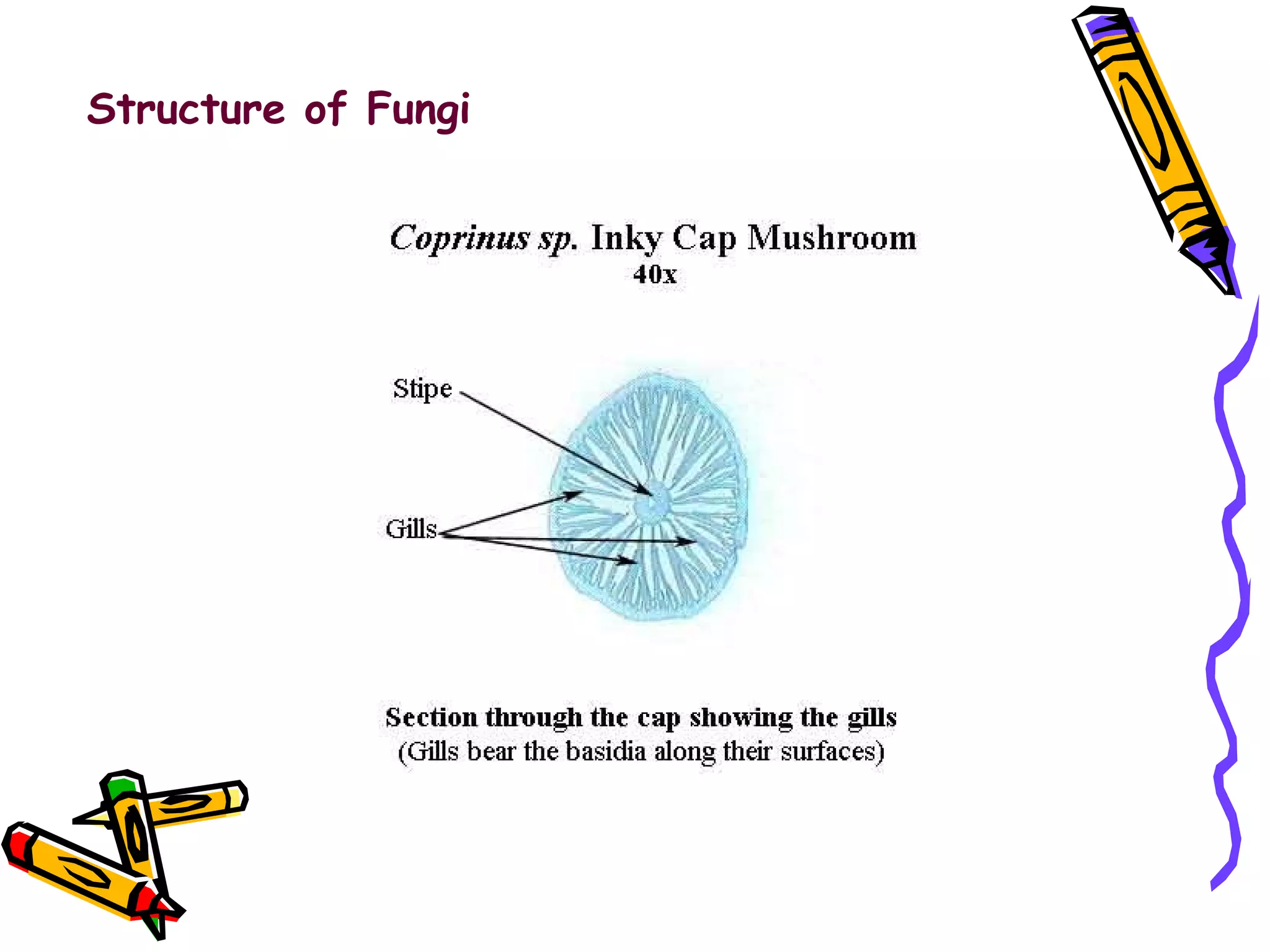 Structure of Fungi 