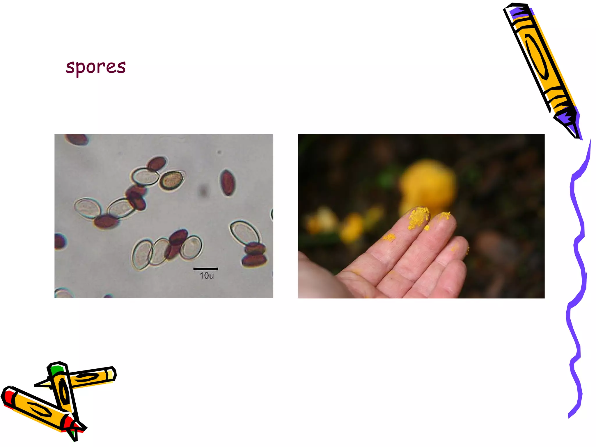 spores 
