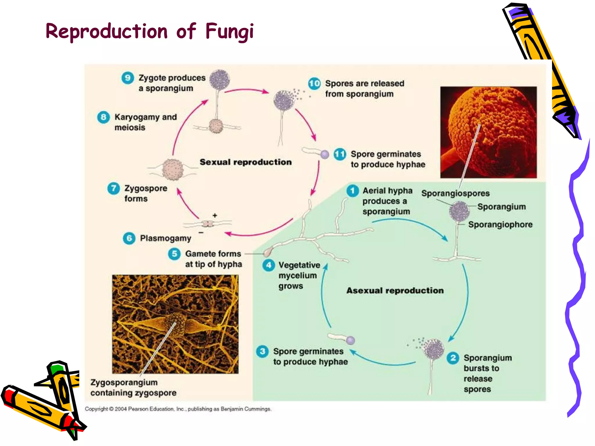 Reproduction of Fungi 