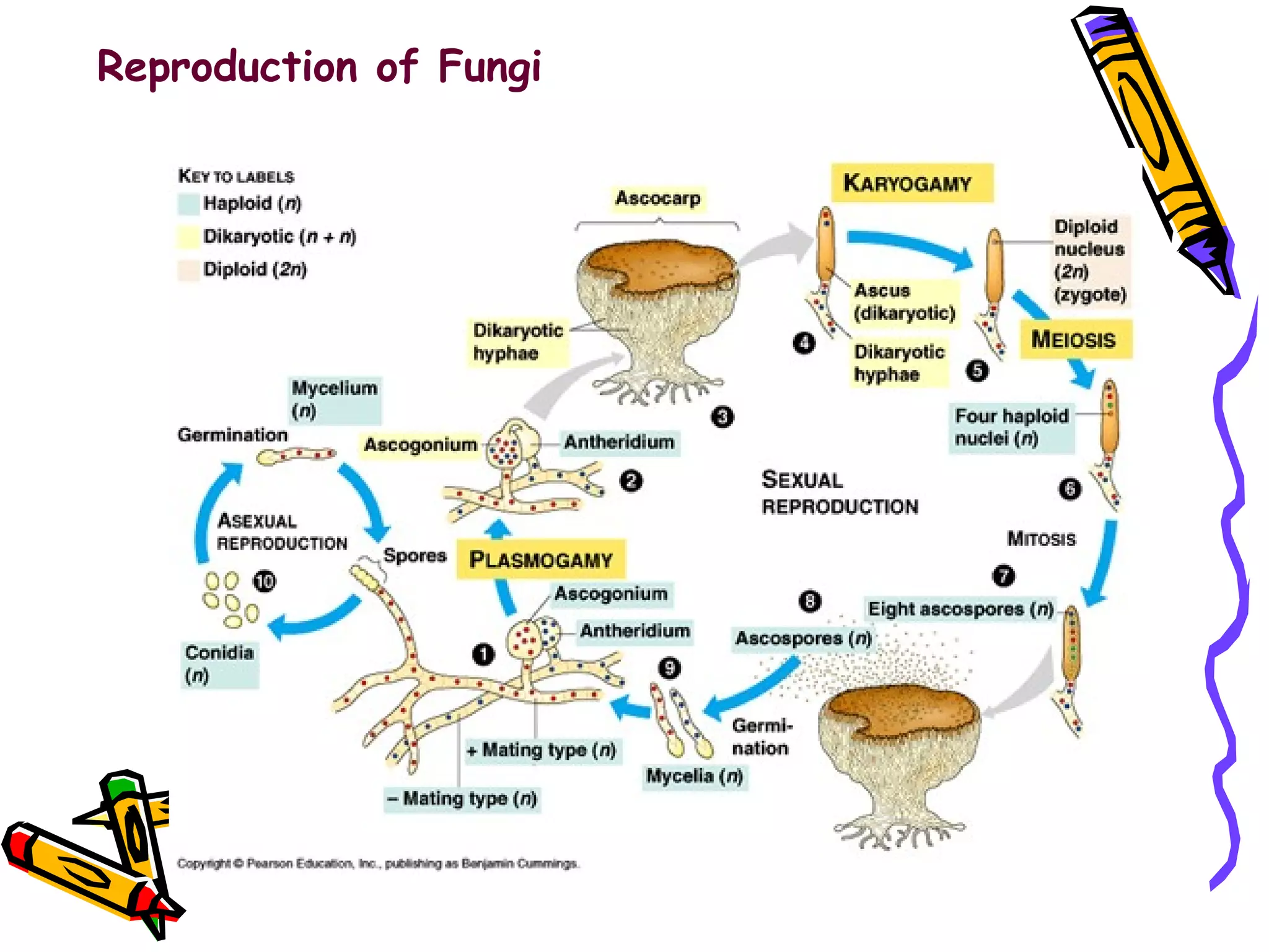 Reproduction of Fungi 