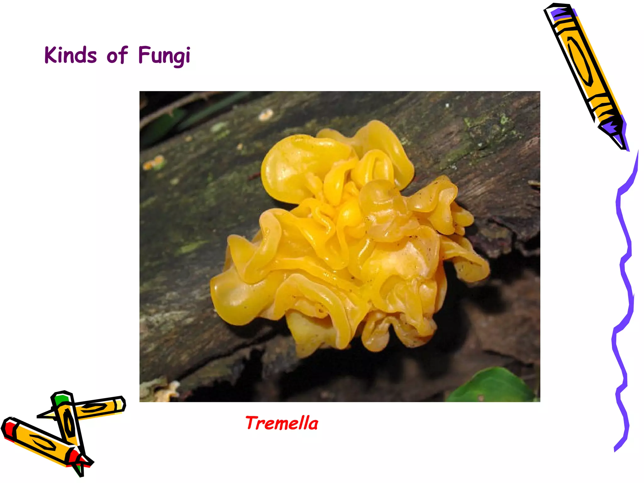 Tremella Kinds of Fungi 