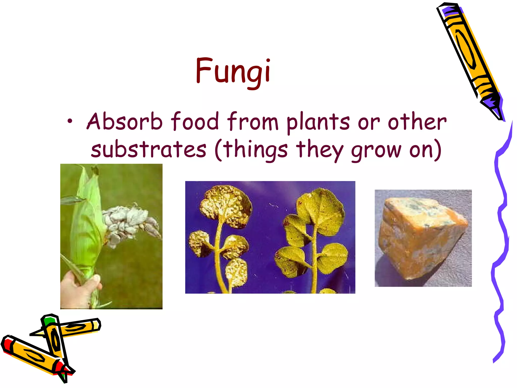 Fungi Absorb food from plants or other substrates (things they grow on) 