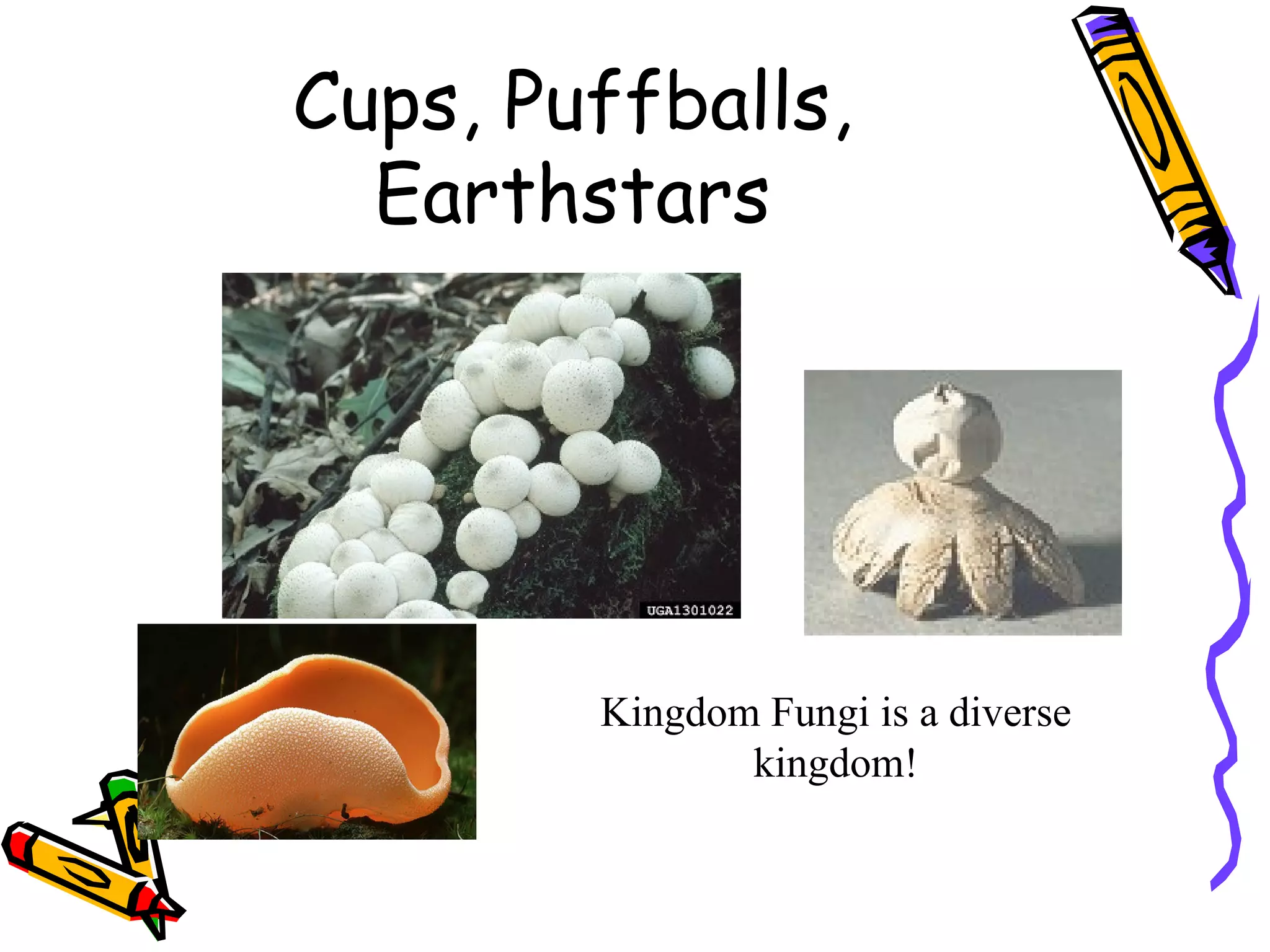 Cups, Puffballs, Earthstars Kingdom Fungi is a diverse kingdom! 