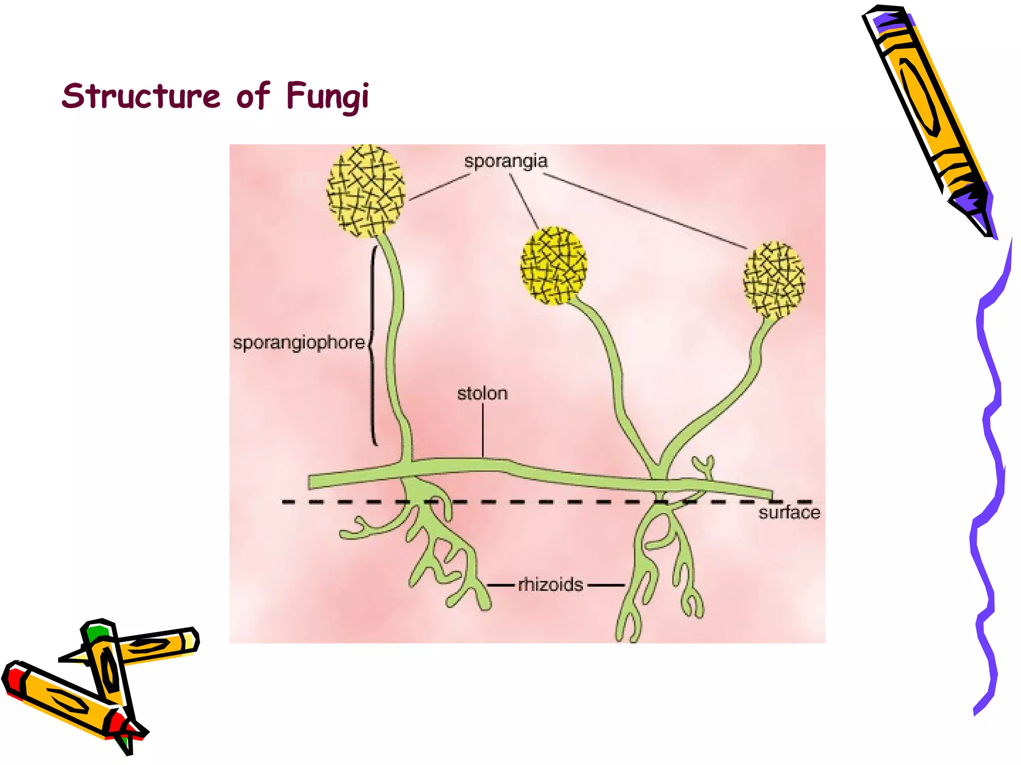 Structure of Fungi 