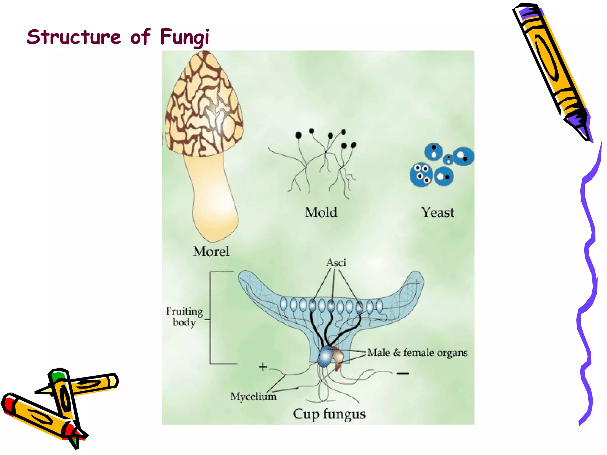 Structure of Fungi 