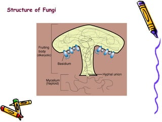 Structure of Fungi 