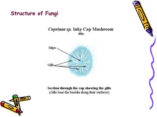 Structure of Fungi 
