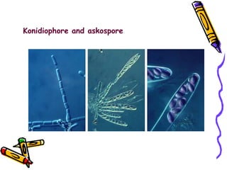 Konidiophore and askospore 