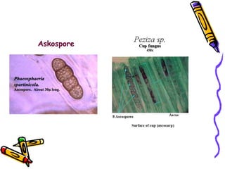 Askospore 