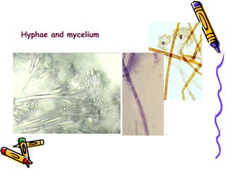 Hyphae and mycelium 