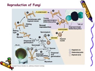 Reproduction of Fungi 