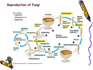 Reproduction of Fungi 