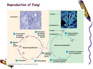 Reproduction of Fungi 
