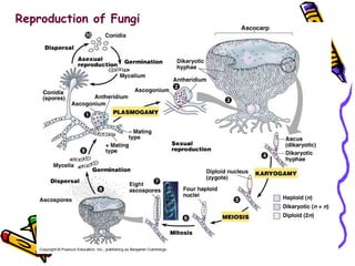 Reproduction of Fungi 