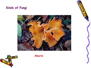 Kinds of Fungi Aleuria 