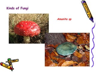 Kinds of Fungi Amanita sp 