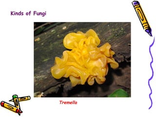 Tremella Kinds of Fungi 